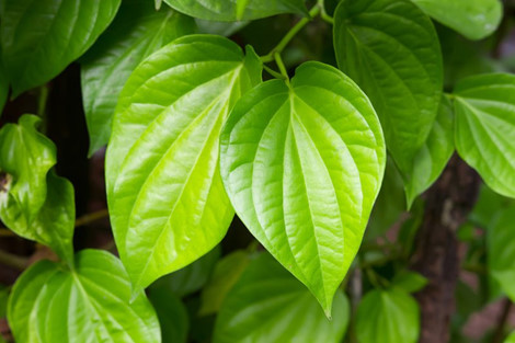 Cách trị nám bằng lá trầu không Cách trị nám bằng lá trầu không